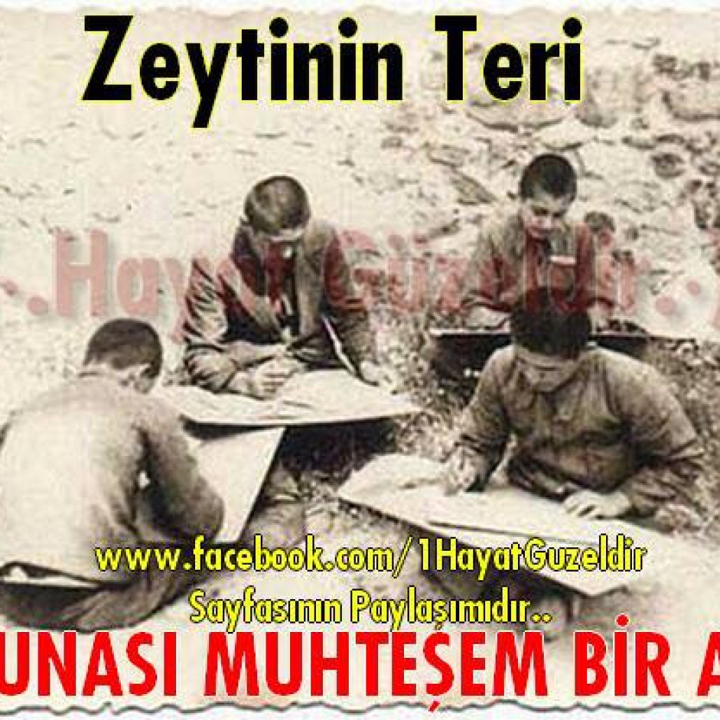 Zeytinin Teri